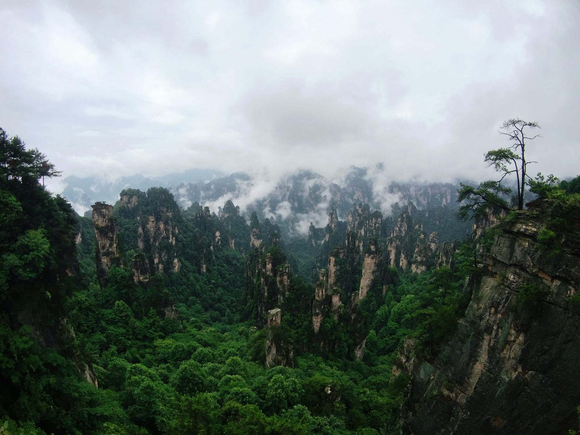 Zhangjiajie sandstone pillars rising through mist
